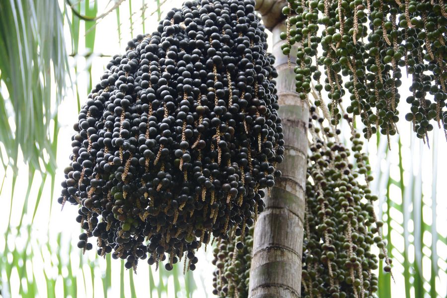 Frutas Amazônicas - sabor, nutrição e riquezas