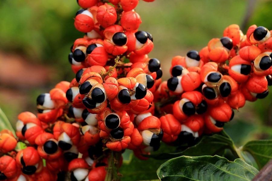 A Lenda do Guaraná